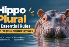 Hippo Plural: Hippos, Hippopotamuses, or Hippopotami?
