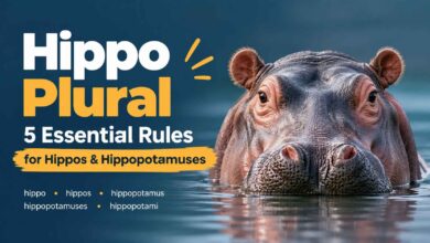 Hippo Plural: Hippos, Hippopotamuses, or Hippopotami?