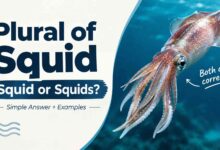 Plural of Squid: Is It Squid or Squids?