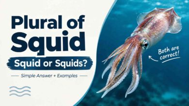 Plural of Squid: Is It Squid or Squids?