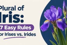 Plural of Iris: 7 Easy Rules for Irises vs. Irides
